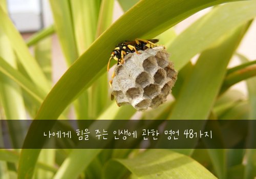 나에게 힘을 주는 인생에 관한 명언 48가지