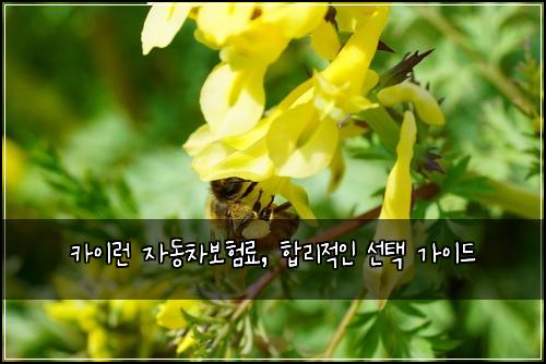 카이런 자동차보험료, 합리적인 선택 가이드