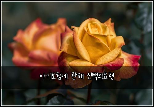 아기보험에 관해 선택의요령