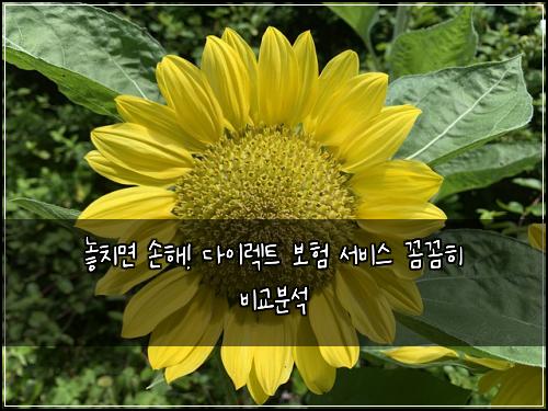  놓치면 손해! 다이렉트 보험 서비스 꼼꼼히 비교분석