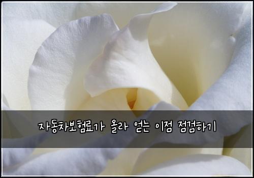 자동차보험료가 올라 얻는 이점 점검하기
