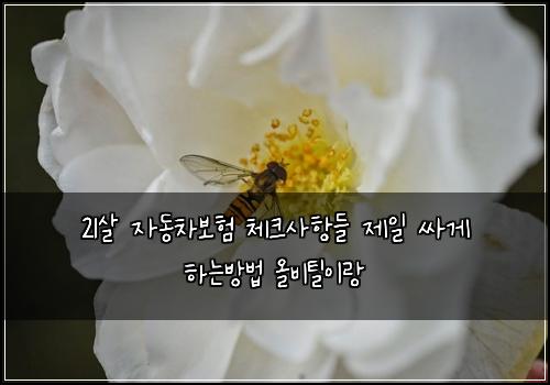 21살 자동차보험 체크사항들  제일 싸게 하는방법 올비틸이랑