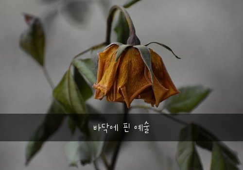 바닥에 핀 예술