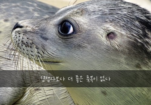 경쟁사보다 더 좋은 축복이 없다