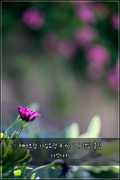 태아보험 가입요령 A to Z : 핵심 클릭 다섯가지