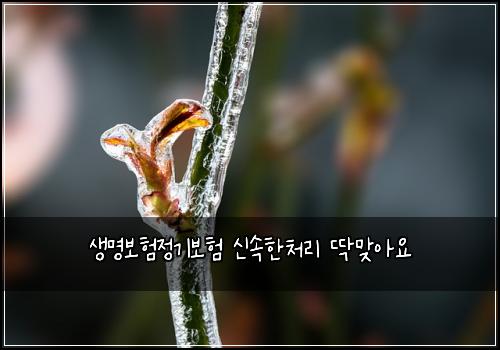 생명보험정기보험 신속한처리 딱맞아요