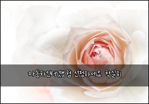 자동차인터넷보험 선정하세요  착실히