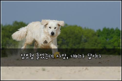 암보험 들었는데 사망, 대비가 답이다