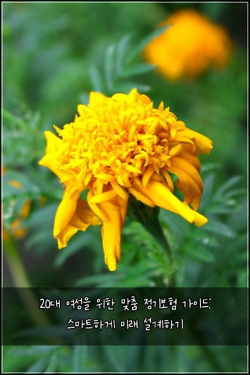  20대 여성을 위한 맞춤 정기보험 가이드: 스마트하게 미래 설계하기