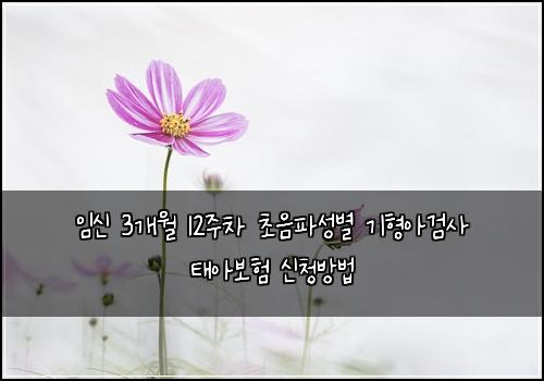 임신 3개월 12주차 초음파성별 기형아검사 태아보험 신청방법 