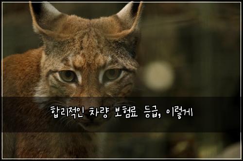  합리적인 차량 보험료 등급, 이렇게