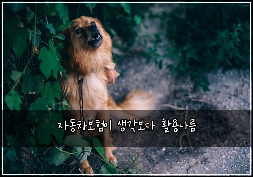 ์๋์ฐจ๋ณดํ์ด ์๊ฐ๋ณด๋ค ํ์ฉ๋๋ฆ