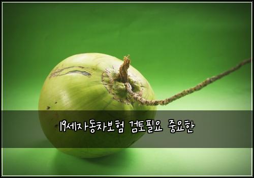 19세자동차보험 검토필요  중요한