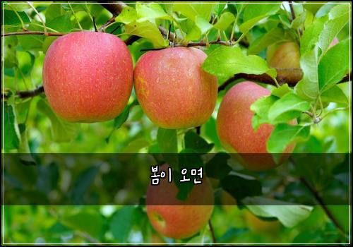 봄이 오면