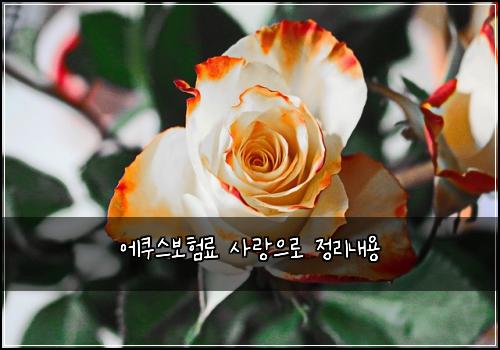 에쿠스보험료 사랑으로 정리내용