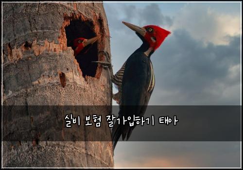 실비 보험 잘가입하기  태아