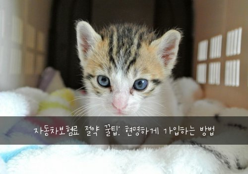 자동차보험료 절약 꿀팁: 현명하게 가입하는 방법