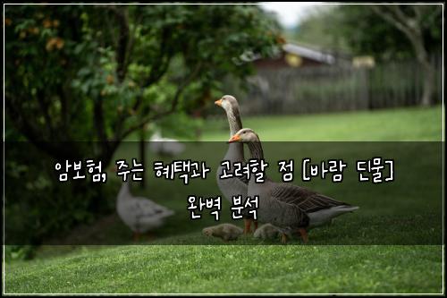 암보험, 주는 혜택과 고려할 점 [바람 딘물] 완벽 분석