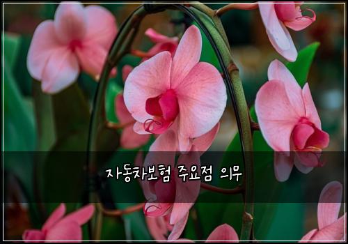 μλ차보ν μ£Όμμ μ무