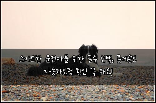  스마트한 운전자를 위한 필수 선택, 롯데손보 자동차보험 확인 꼭 해요!