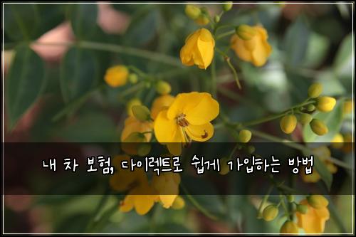  내 차 보험, 다이렉트로 쉽게 가입하는 방법