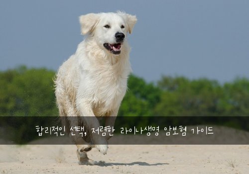  합리적인 선택, 저렴한 라이나생명 암보험 가이드