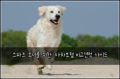 스파크 오너를 위한 자차보험 비교견적 가이드