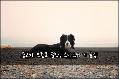 중고차 보험료 절약, 스마트하게 클릭!
