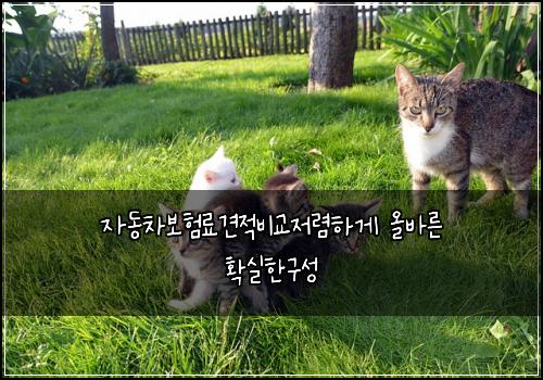 ์๋์ฐจ๋ณดํ๋ฃ๊ฒฌ์ ๋น๊ต์ ๋ ดํ๊ฒ ์ฌ๋ฐ๋ฅธ ํ์คํ๊ตฌ์ฑ