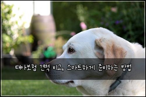 태아보험 견적 비교, 스마트하게 준비하는 방법