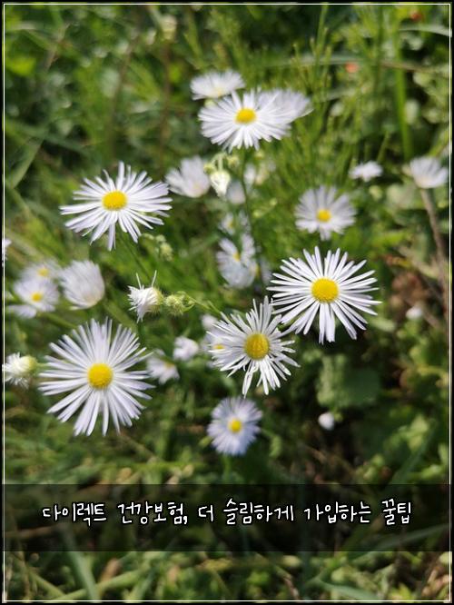 다이렉트 건강보험, 더 슬림하게 가입하는 꿀팁