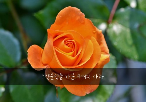 인생운명을 바꾼 4개의 사과