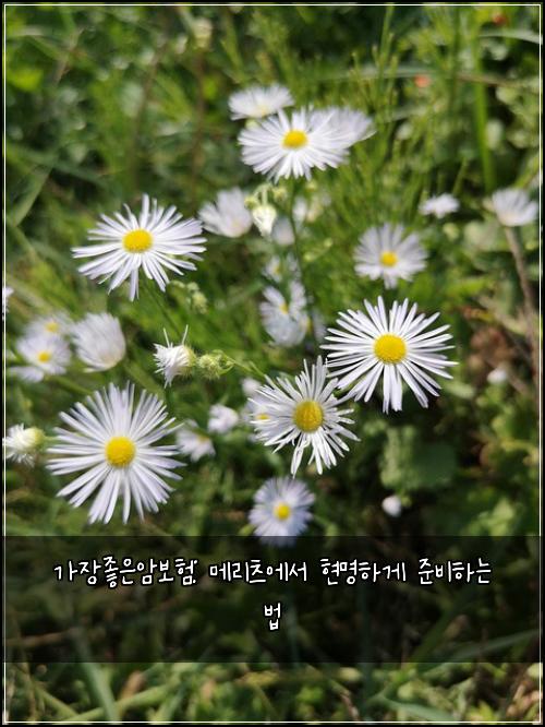 가장좋은암보험: 메리츠에서 현명하게 준비하는 법