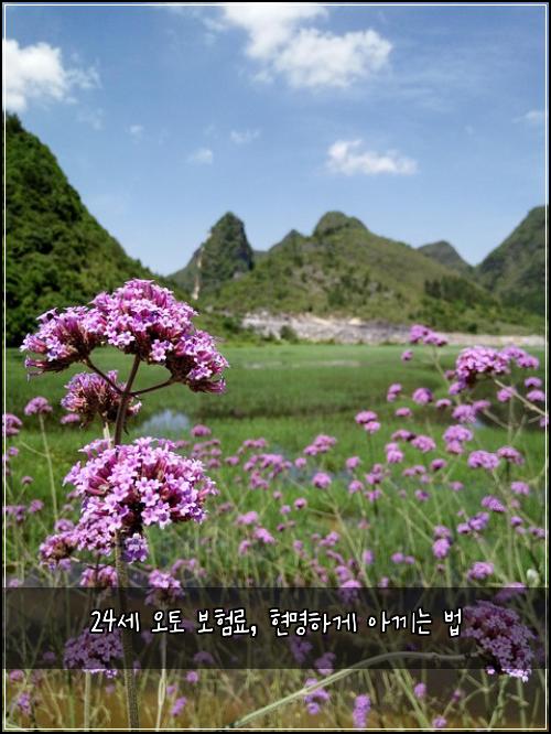 24세 오토 보험료, 현명하게 아끼는 법