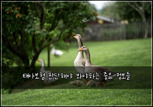 태아보험 판단해야  봐야하는 중요 정보들