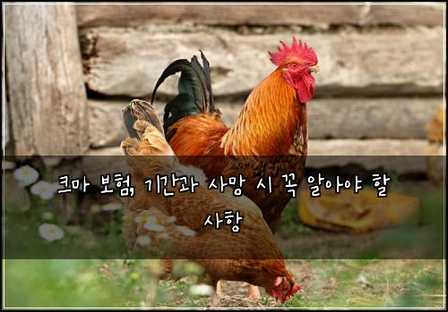 크마 보험, 기간과 사망 시 꼭 알아야 할 사항