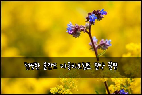  현명한 올란도 자동차보험료 절약 꿀팁