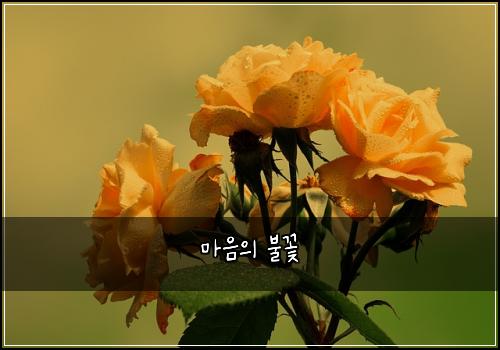 ๋ง์์ ๋ถ๊ฝ