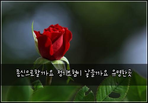 종신으로할까요 정기보험이 낳을까요 유명한곳