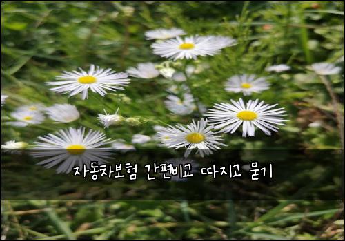 ์๋์ฐจ๋ณดํ ๊ฐํธ๋น๊ต ๋ฐ์ง๊ณ ๋ฌป๊ธฐ