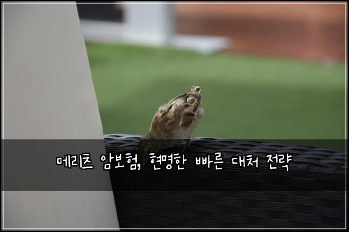 메리츠 암보험, 현명한 빠른 대처 전략