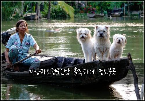 자동차보험료인상 솔직하게 정보볼곳