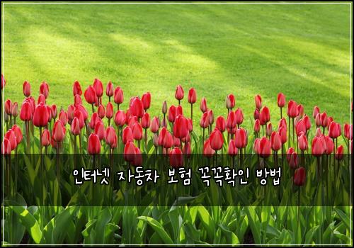 ์ธํฐ๋ท ์๋์ฐจ ๋ณดํ ๊ผญ๊ผญํ์ธ ๋ฐฉ๋ฒ