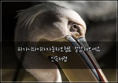 파가니와이라자동차보험료 절감해보세요 신속저렴