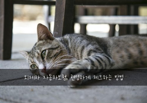 외제차 자동차보험, 현명하게 체크하는 방법